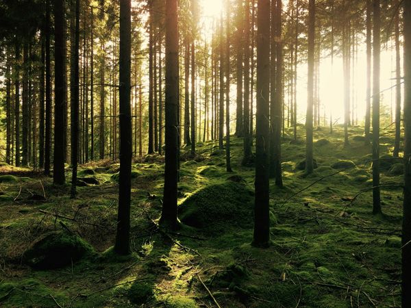 Dense forest seen from above — a reminder of how easily you lose the forest for the trees