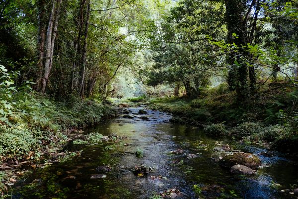 A shallow stream running over stones through green woodland