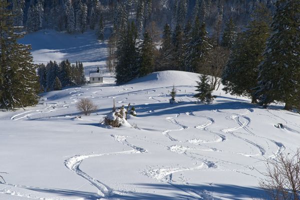 Winding tracks left in fresh snow across a sunlit alpine slope below a pine forest